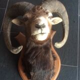 Sheep trophy