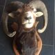 Sheep trophy