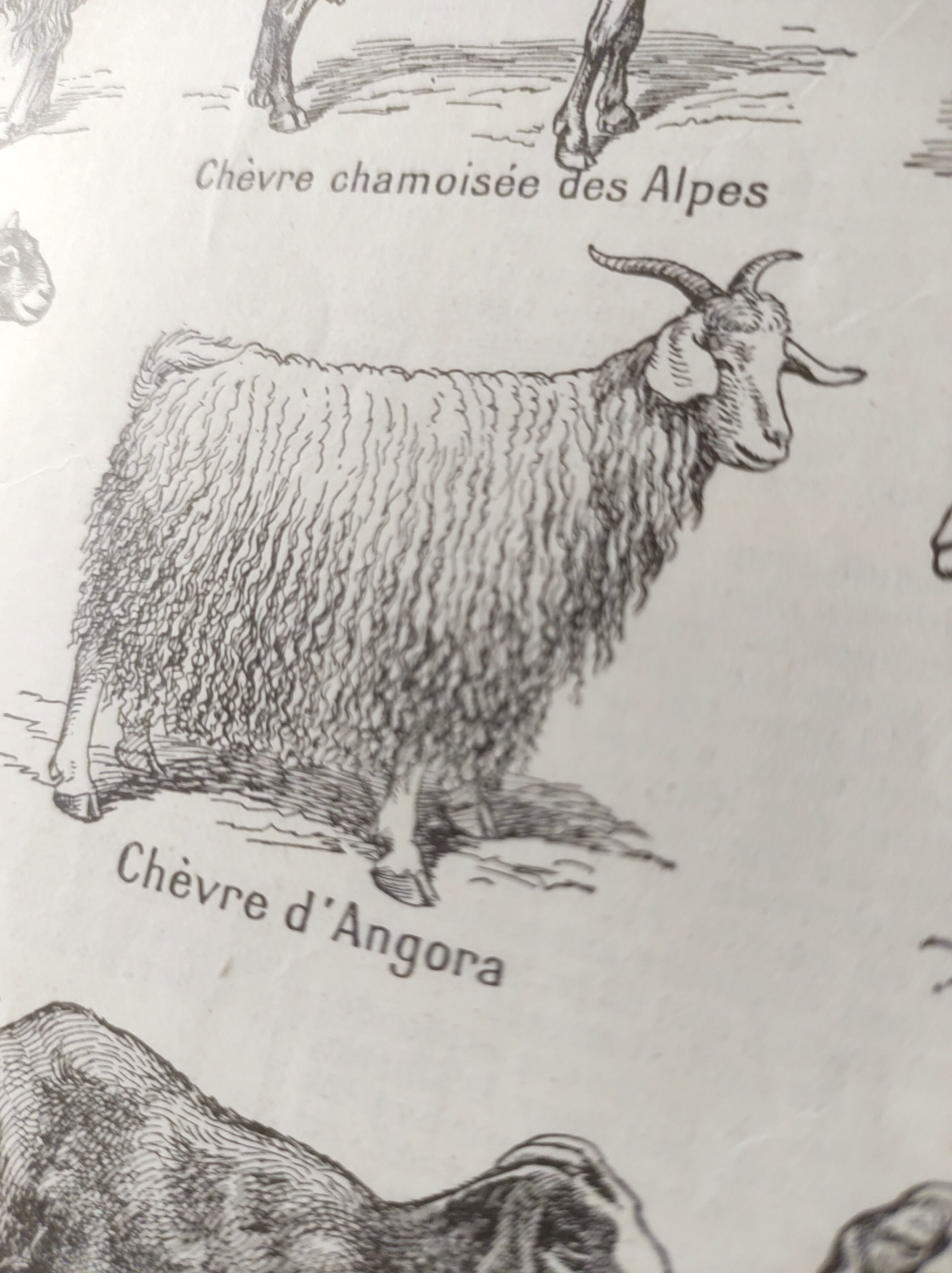 Antique print • Goats • Original poster from 1922