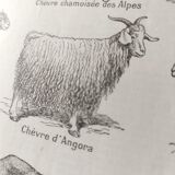 Antique print • Goats • Original poster from 1922