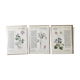 Lot 3 illustrations botaniques