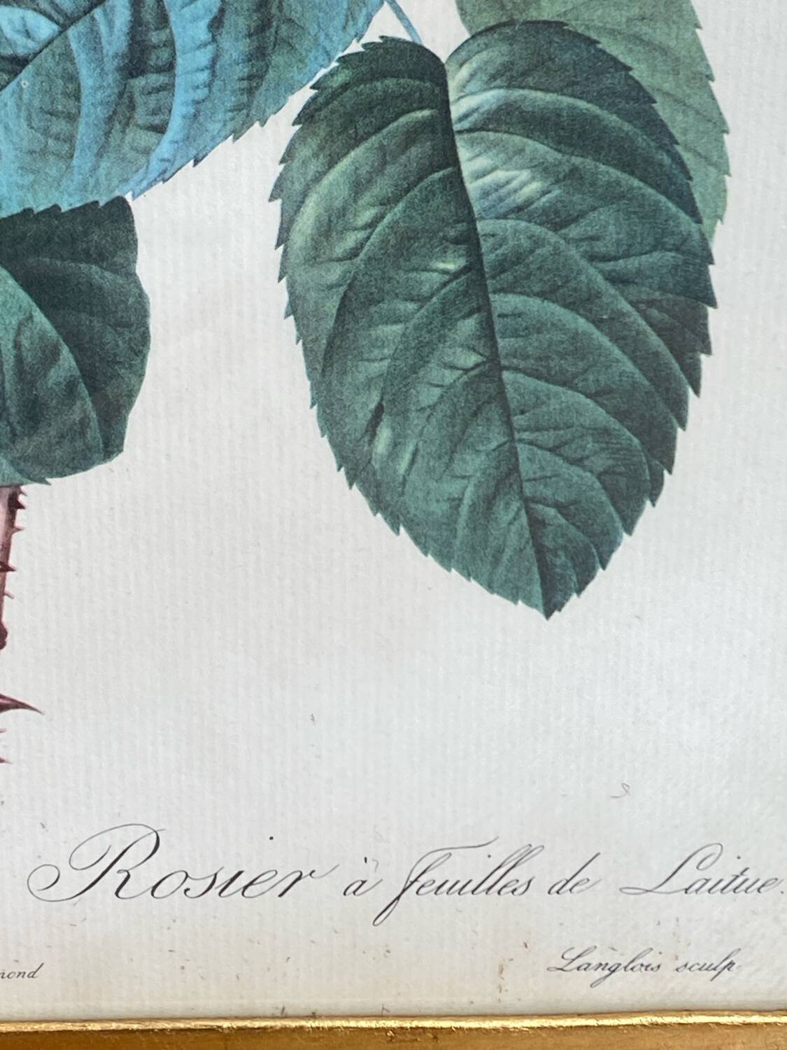 Botanical poster, Rosa Centifolia, after PJ Redouté