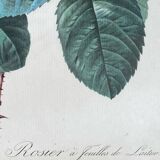Botanical poster, Rosa Centifolia, after PJ Redouté