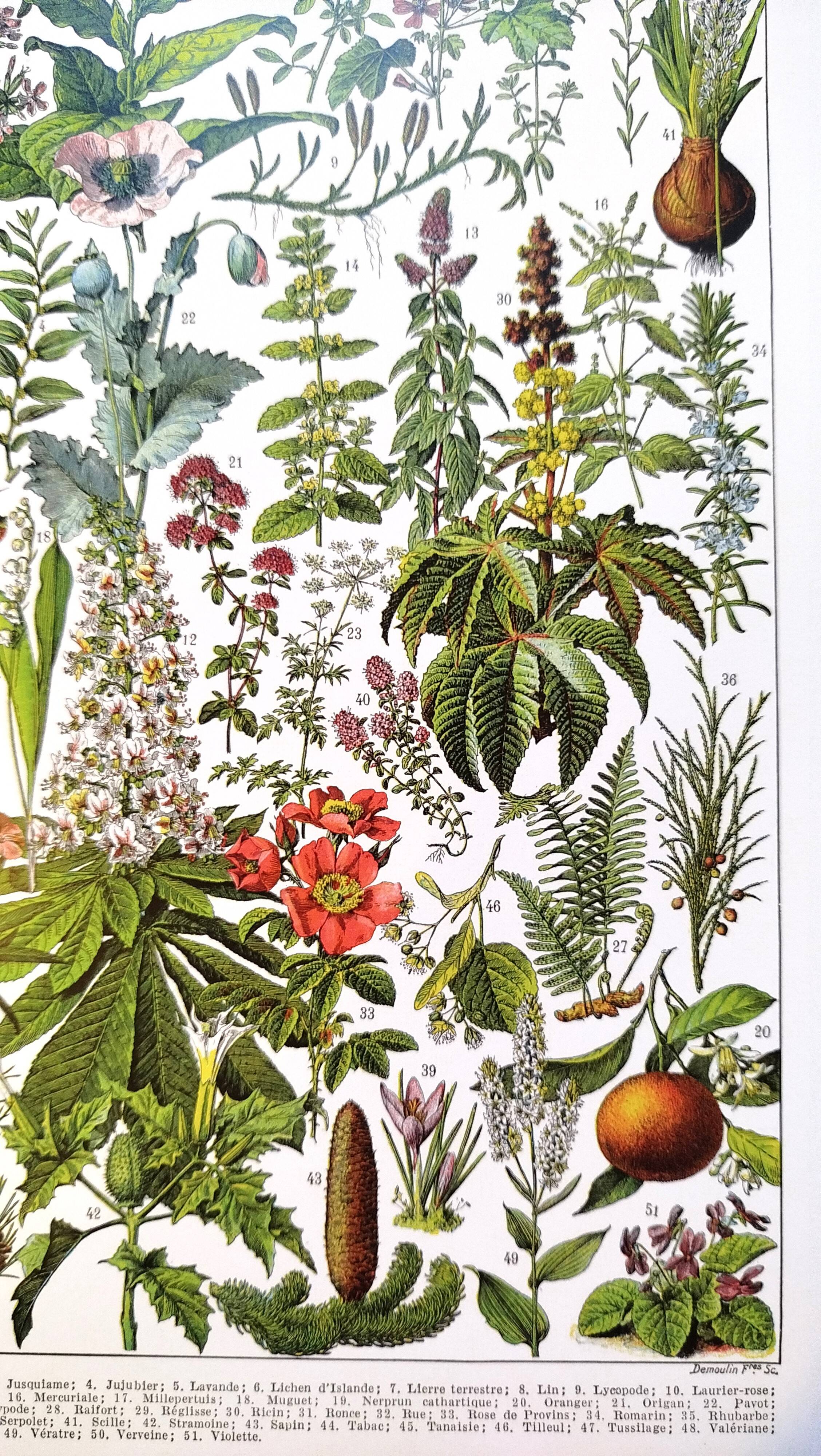 Affiche sur les plantes médicinales "gui", d'après une lithographie de 1928