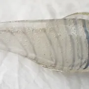 Shell-shaped glass catchall