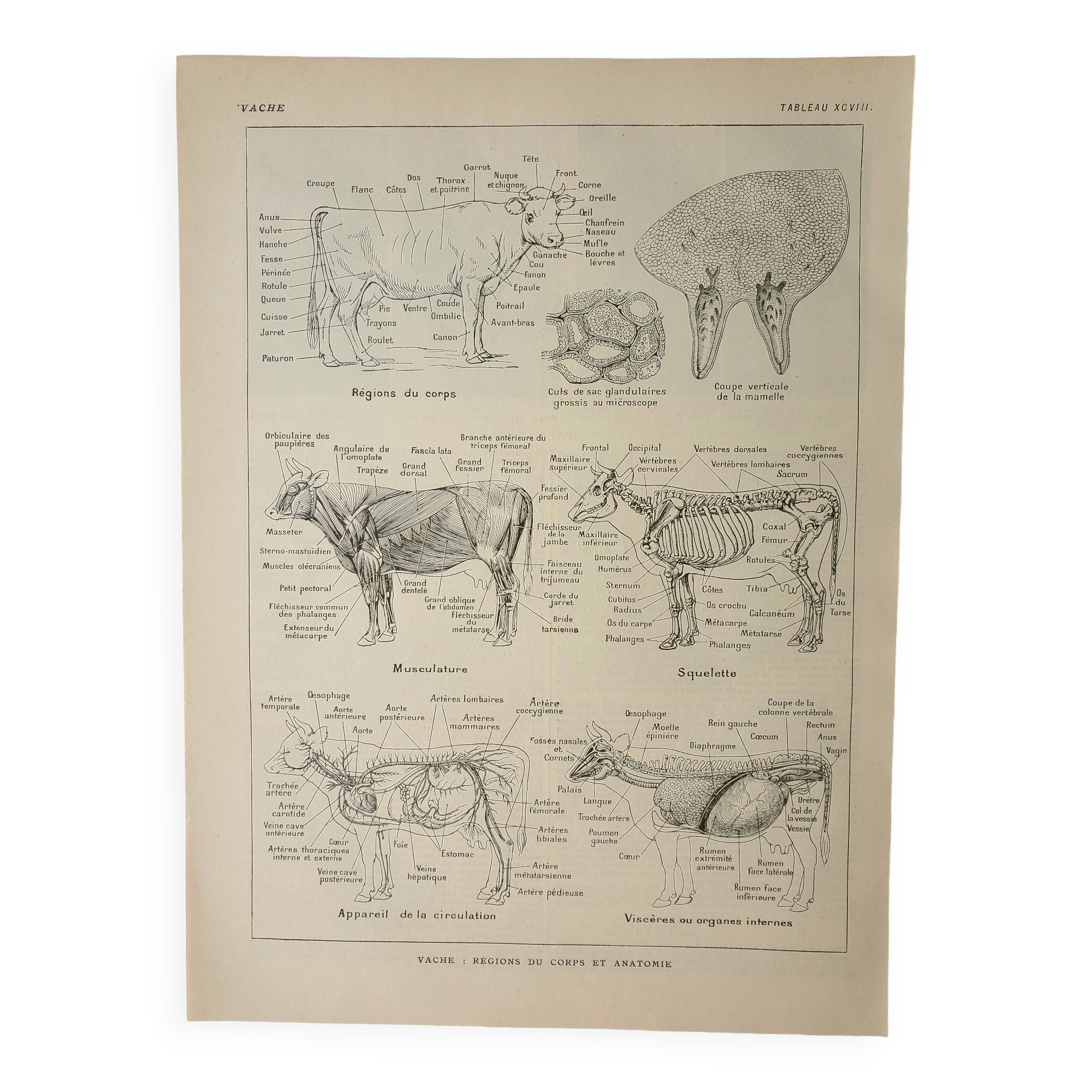 Antique engraving 1922, Cow, anatomy, skeleton, body region • Lithograph, original illustration
