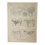 Gravure ancienne 1922, Vache, anatomie, squelette, région du corp • Lithographie, illustration origi