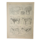 Antique engraving 1922, Cow, anatomy, skeleton, body region • Lithograph, original illustration
