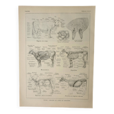 Gravure ancienne 1922, Vache, anatomie, squelette, région du corp • Lithographie, illustration origi