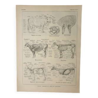 Antique engraving 1922, Cow, anatomy, skeleton, body region • Lithograph, original illustration
