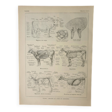 Antique engraving 1922, Cow, anatomy, skeleton, body region • Lithograph, original illustration
