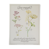 Affiche botanique tisane