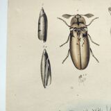 Gravure Original de 1838 -Tapir et taupin- Planche zoologique ancienne coloriée à la main