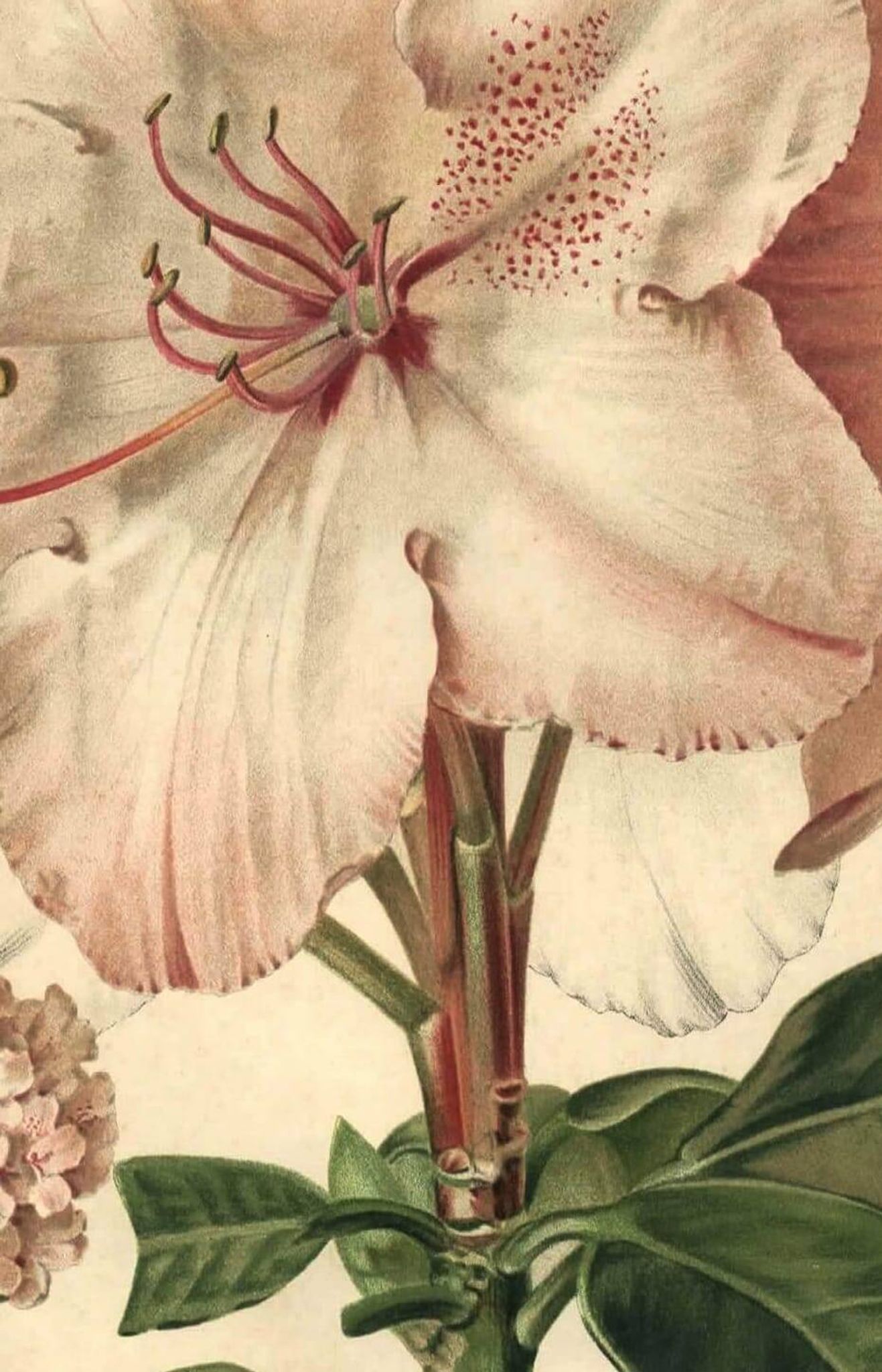 Botanical Print from 1896 by AL Clement, pina • Rhododendron X Halopeanum. • Old lithograph