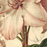 Botanical Print from 1896 by AL Clement, pina • Rhododendron X Halopeanum. • Old lithograph