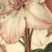 Botanical Print from 1896 by AL Clement, pina • Rhododendron X Halopeanum. • Old lithograph