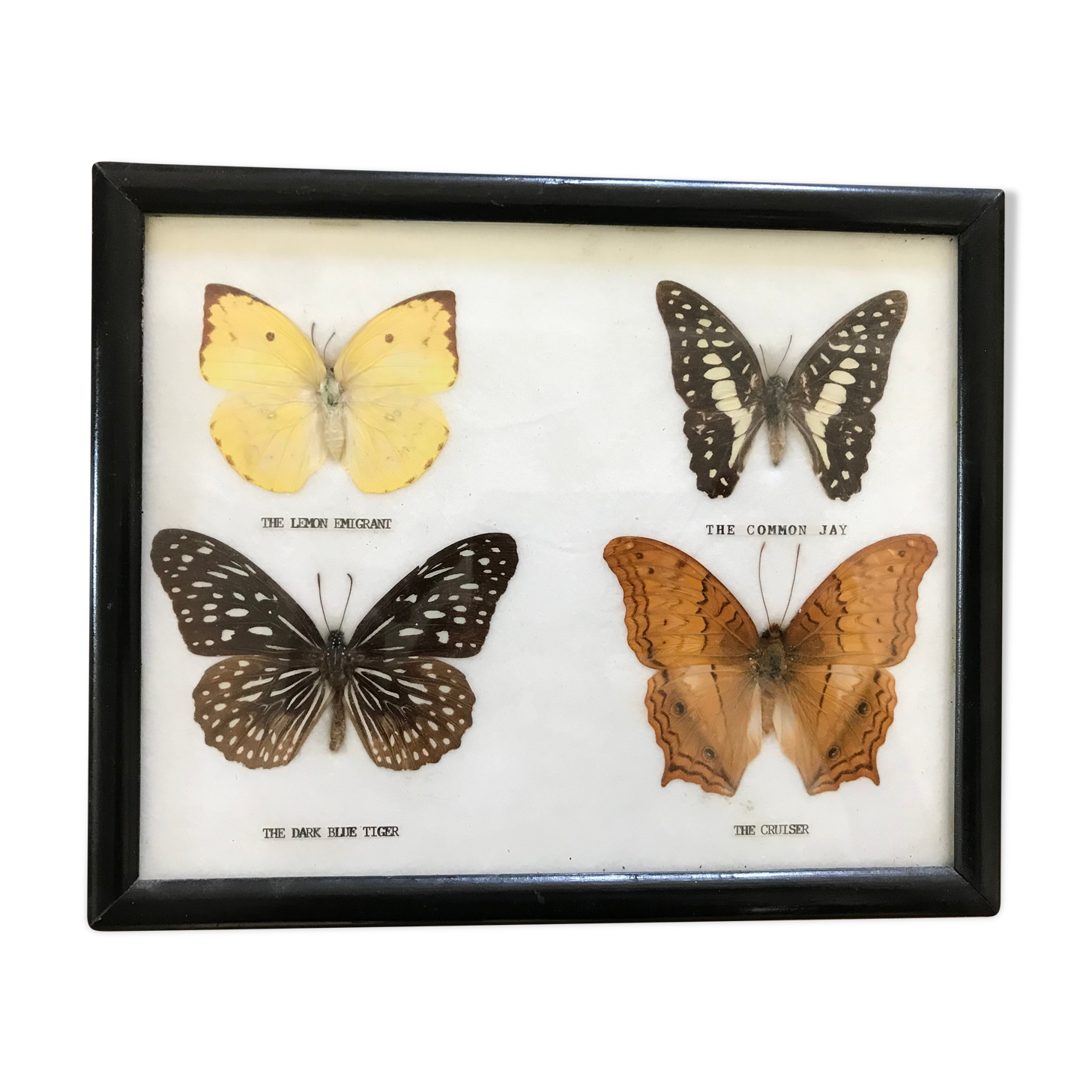 Butterfly frame
