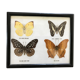 Butterfly frame