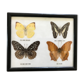Butterfly frame