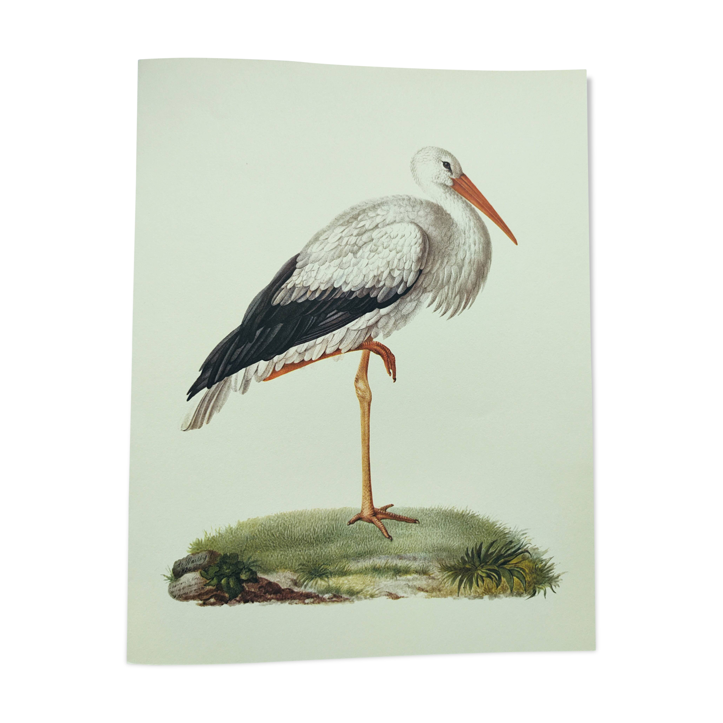 Old plate - White stork - Vintage zoological and ornithological illustration from 1970. Bird