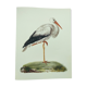 Old plate - White stork - Vintage zoological and ornithological illustration from 1970. Bird