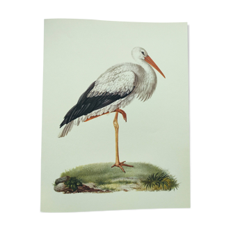 Old plate - White stork - Vintage zoological and ornithological illustration from 1970. Bird