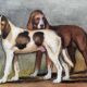 During 19th century watercolor paintings Anglo-artesian dogs and recri signed H. de LC
