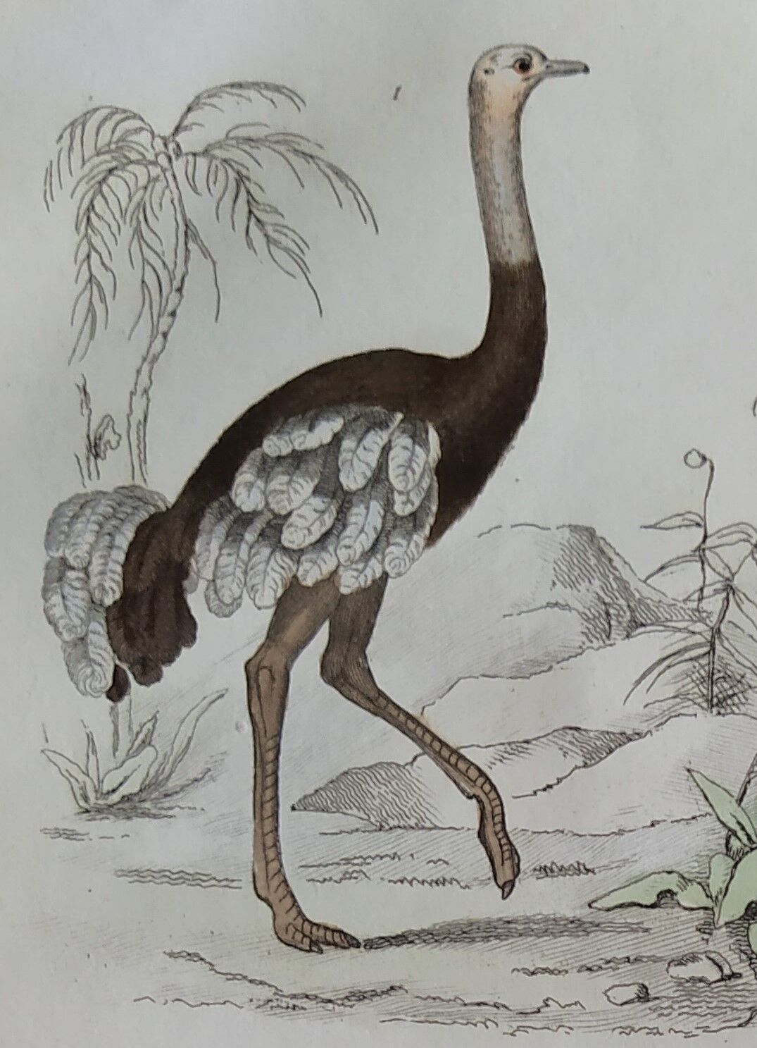 Planche Ornithologique originale " Autruche - Touyou - &c... " Buffon 1836