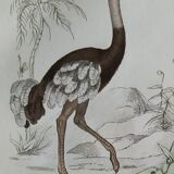 Original Ornithological plate "Ostrich - Touyou - &c..." Buffon 1836