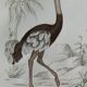 Planche Ornithologique originale " Autruche - Touyou - &c... " Buffon 1836