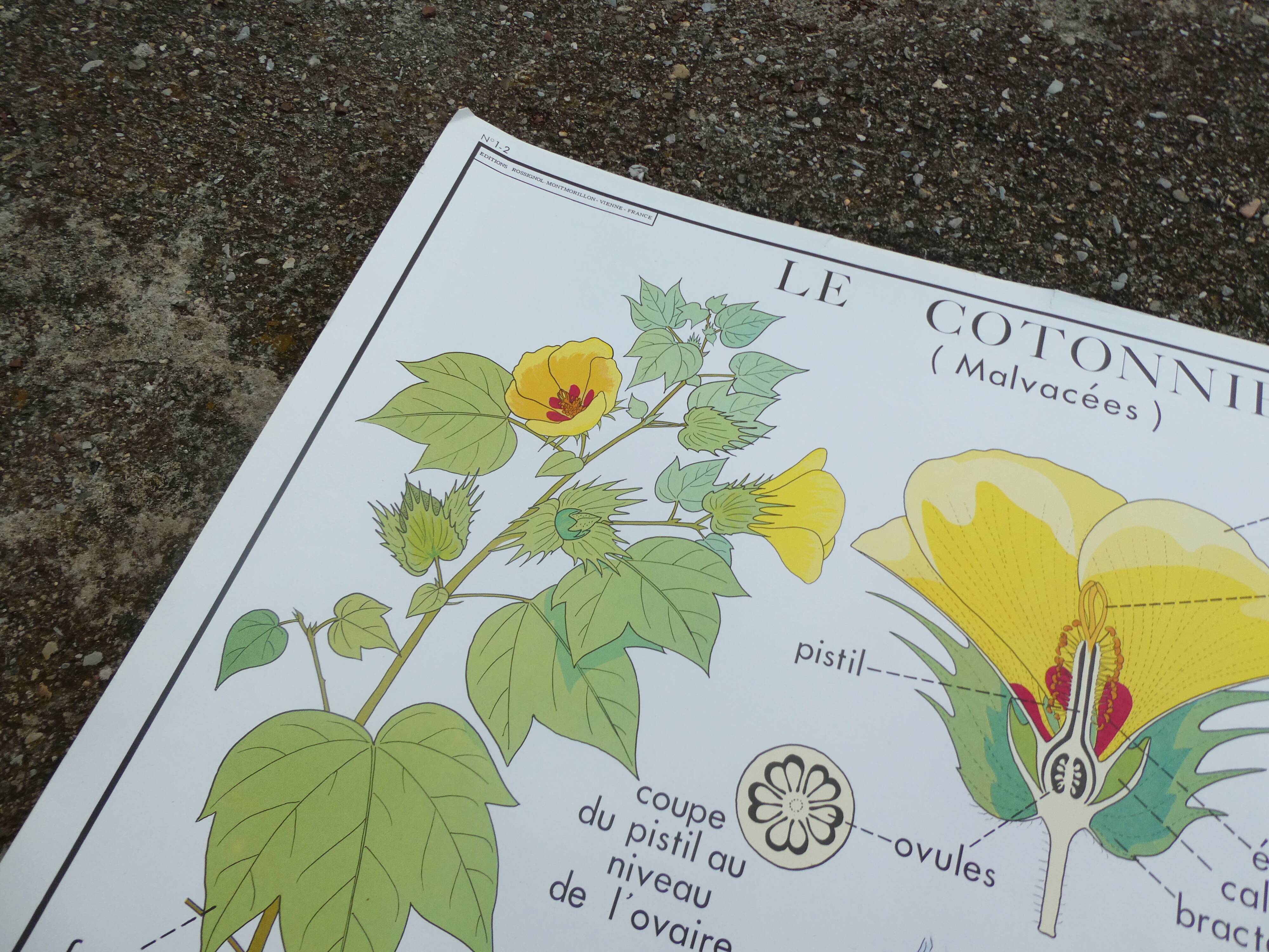 Rossignol educational poster "The cotton and the mango tree" vintage.