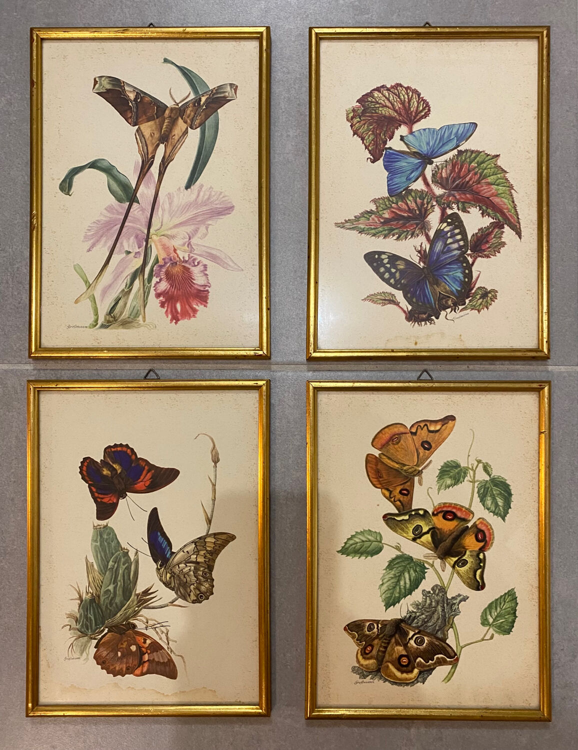 Planches zoologiques vintage -Papillons