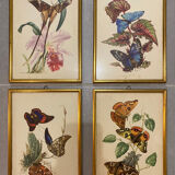Planches zoologiques vintage -Papillons