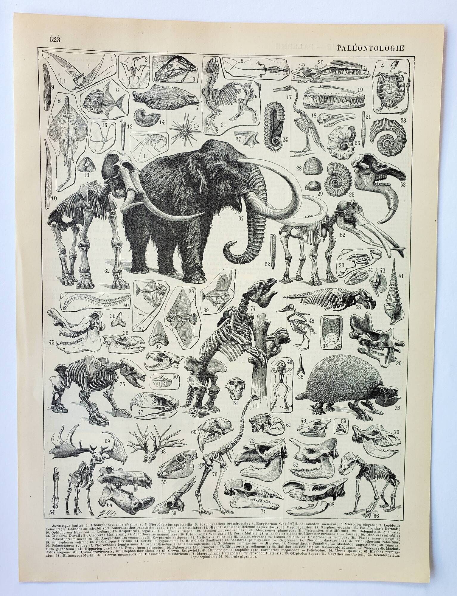 Old engraving 1898, Paleontology 2, prehistory • Lithograph, Original plate