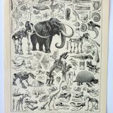 Old engraving 1898, Paleontology 2, prehistory • Lithograph, Original plate