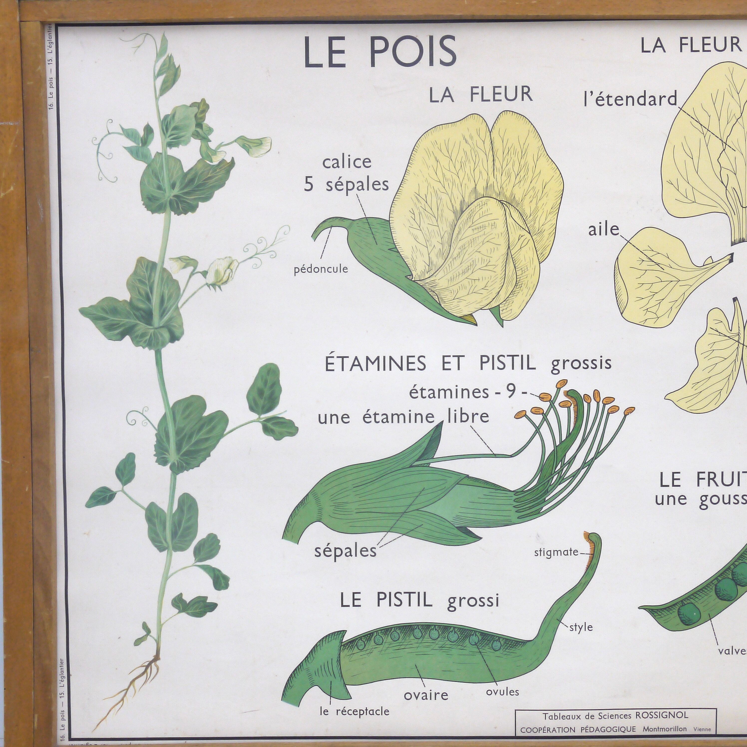 Displays educational Nightingale  l'eglantier and peas