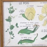 Displays educational Nightingale  l'eglantier and peas