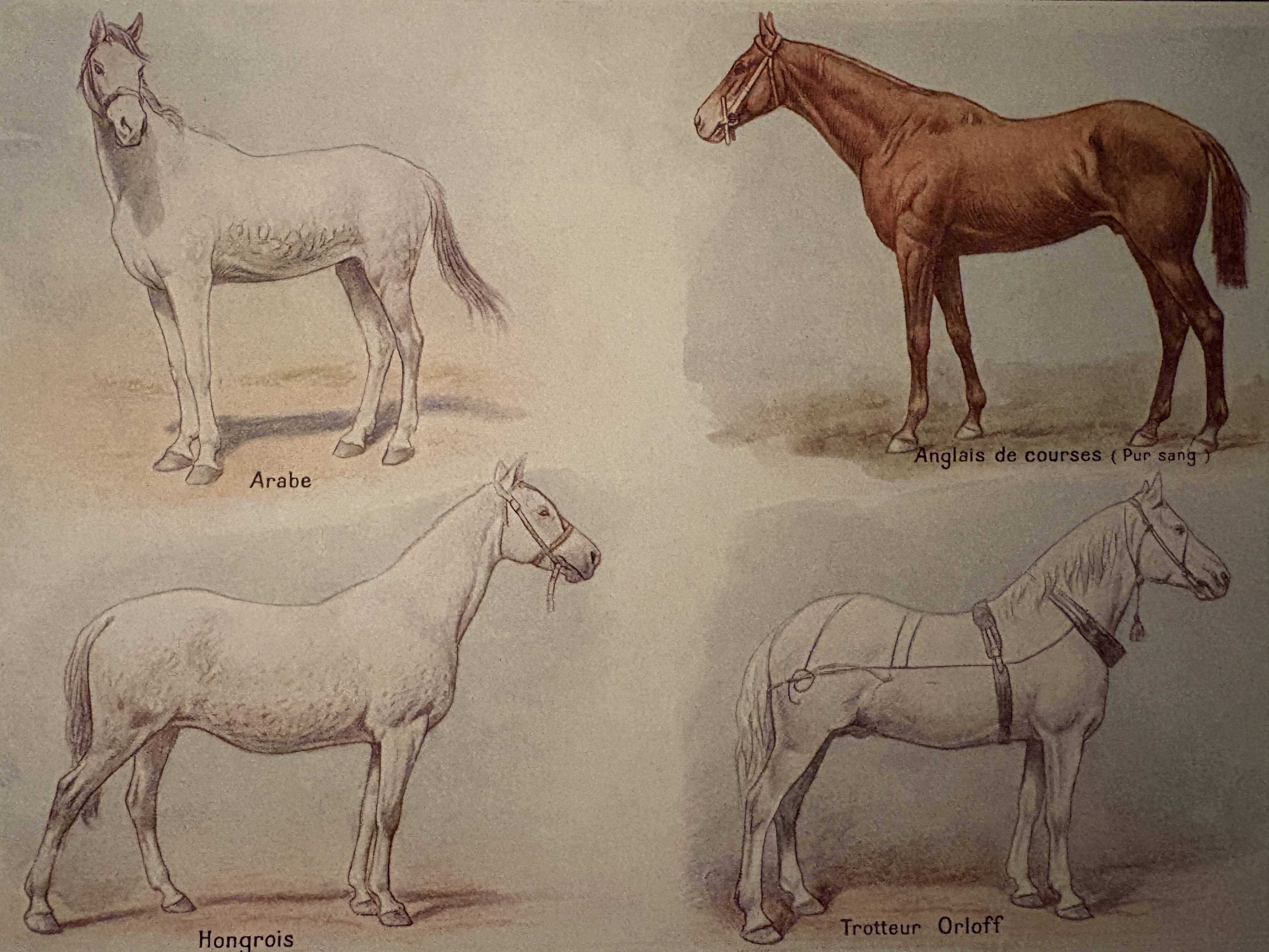 Lithograph on horse breeds - 1920