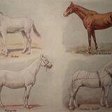 Lithograph on horse breeds - 1920