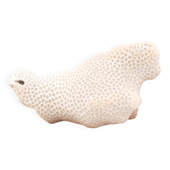 Corail blanc, cabinet de curiosités