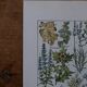 Original lithographs on medicinal plants