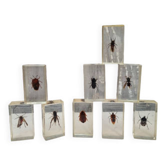 Lot d'inclusions d'insectes