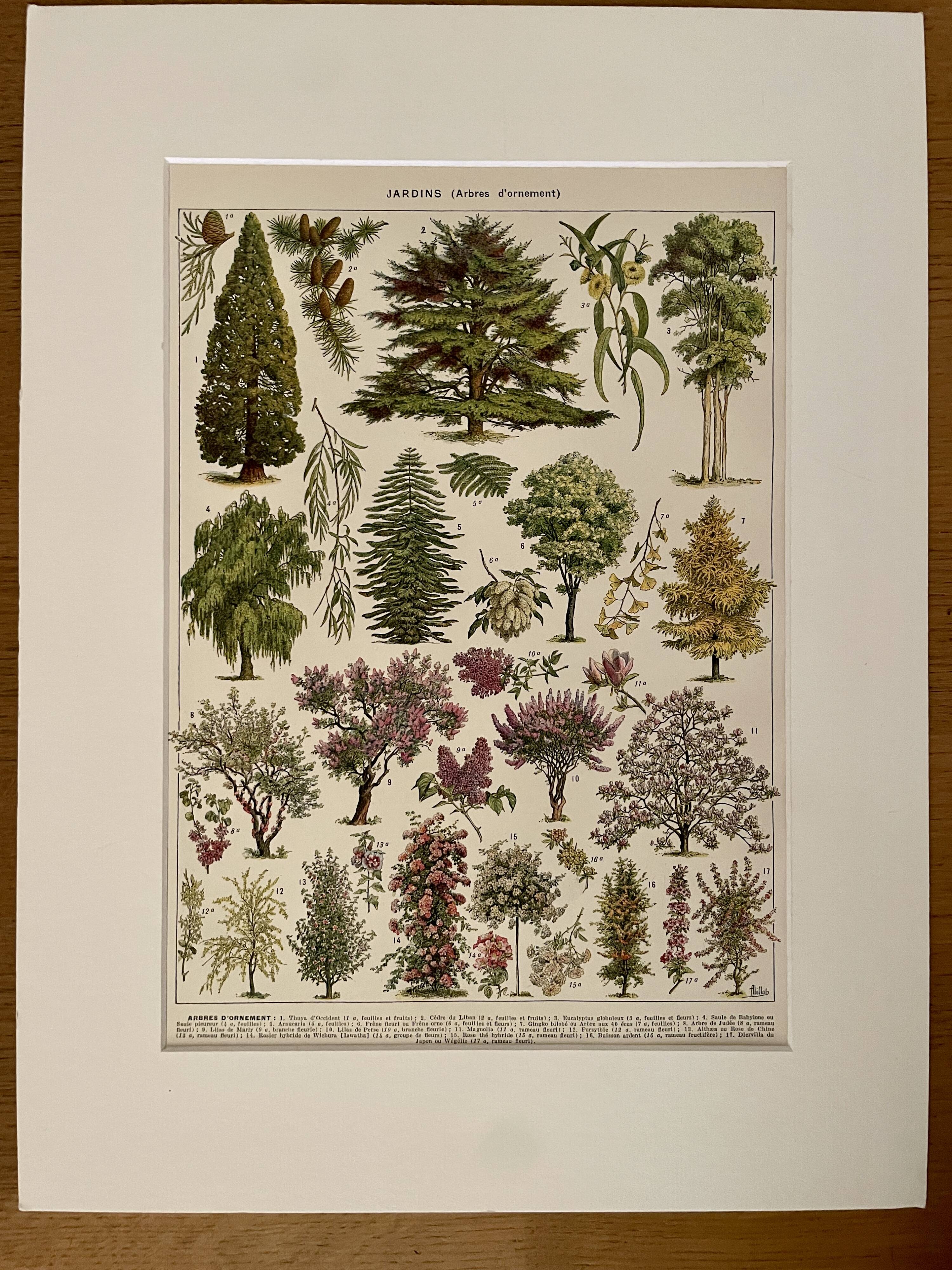 Lithograph on gardens (ornamental trees) - 1930 (cedar of Lebanon)
