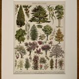 Lithograph on gardens (ornamental trees) - 1930 (cedar of Lebanon)