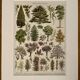 Lithograph on gardens (ornamental trees) - 1930 (cedar of Lebanon)