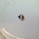 Plat creux en porcelaine de limoges