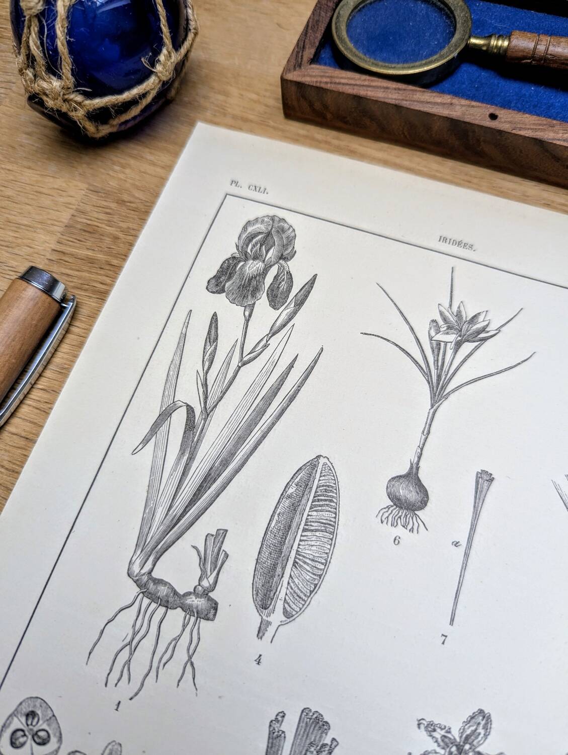 Printed in 1889, the Iridaceae (Iridaceae). Old botanical plate.