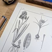 Printed in 1889, the Iridaceae (Iridaceae). Old botanical plate.