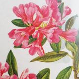 Botanical drawing
