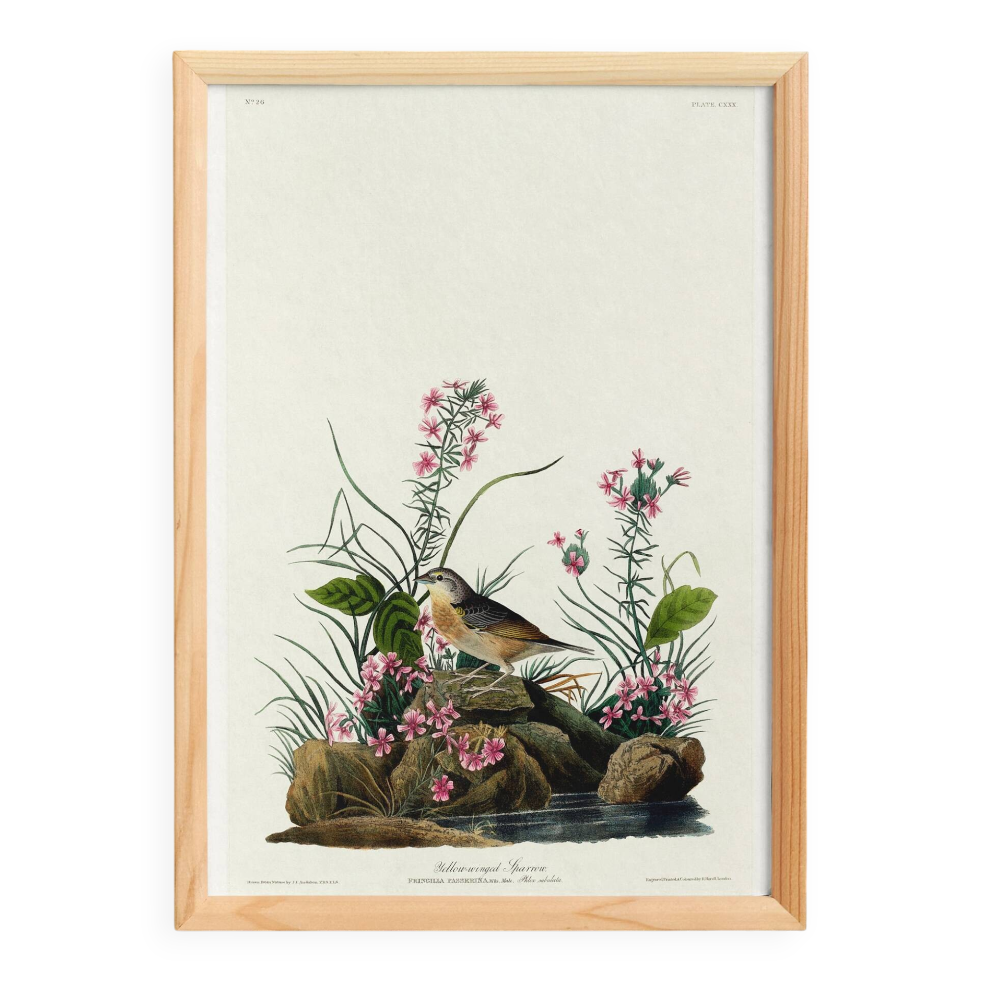 Poster about the Yellow-winged Bunting, based on an old engraving from 1827.